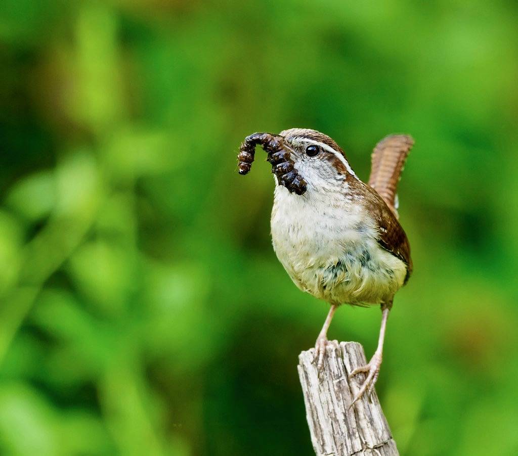 Carolina Wren by ShenandoahNPS is marked with CC PDM 1.0